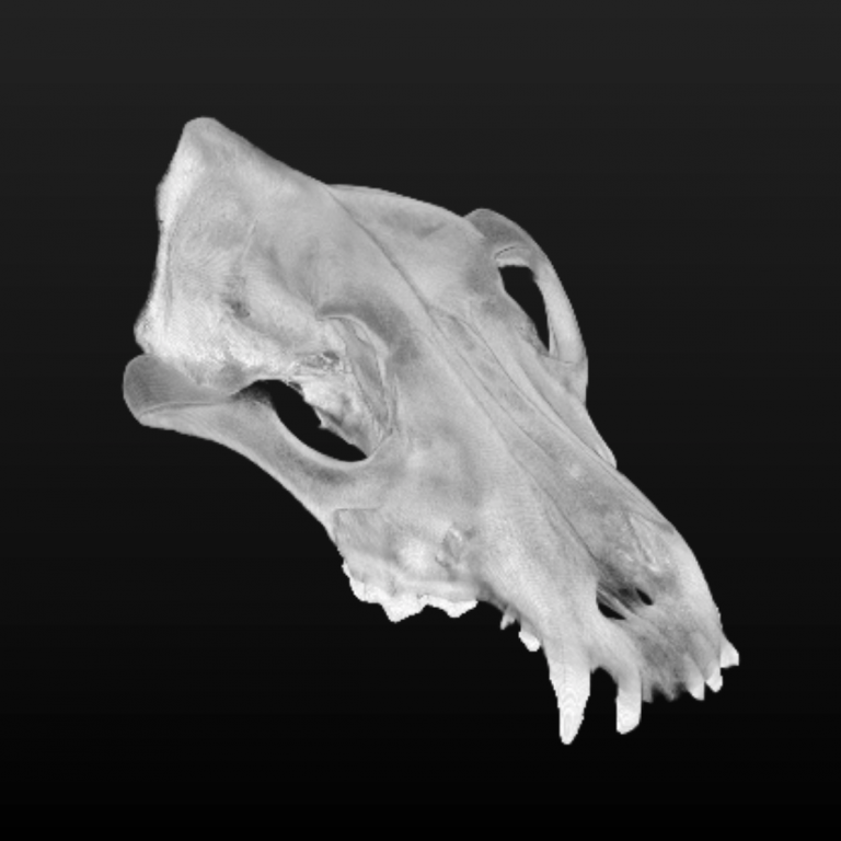 积社科技CT数据处理软件 X-AID——3D_Rendering_Skull